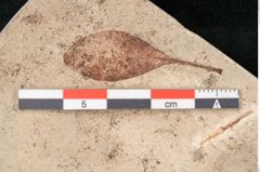 Foto (Detailansicht) von Plantae indet.  (NHMW-GEO-2024-0188-11546)